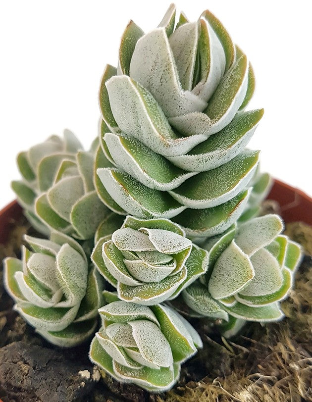 Crassula "Pangolin" - dekoratives Dickblatt