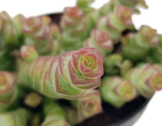 Crassula marnieriana "Jade Necklace" - Sukkulente