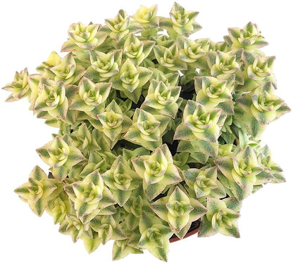 Crassula perforata Variegata - Sukkulente