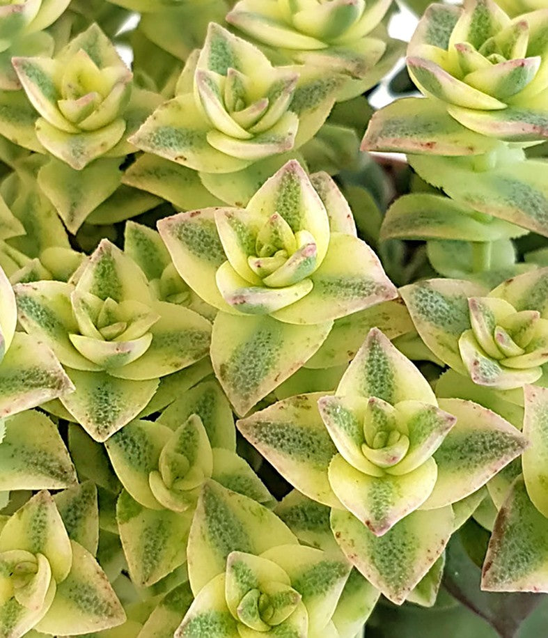 Crassula perforata Variegata - Sukkulente