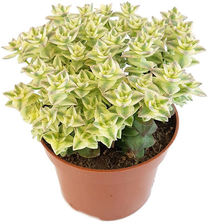 Crassula perforata Variegata - Sukkulente