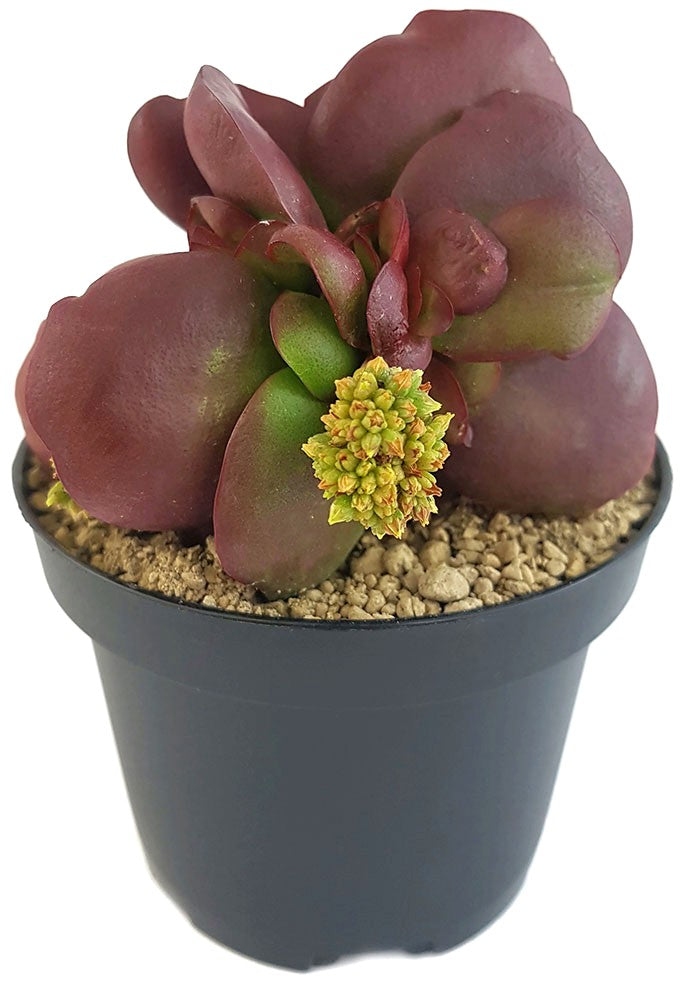 Crassula clavata "Purple Butterfly" - Sukkulente