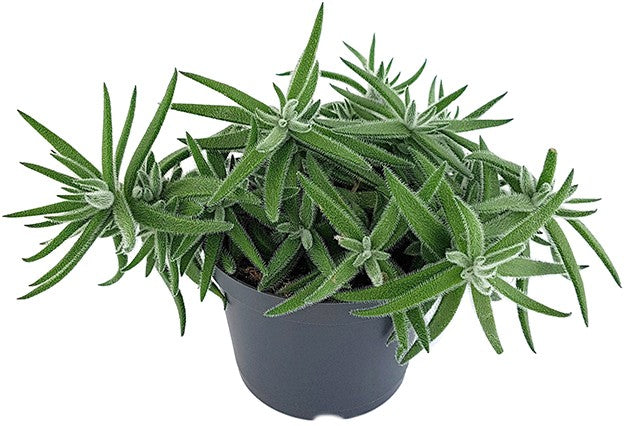 Crassula mesembryanthemoides "Fuzzy Hair" - kuscheliges Dickblatt