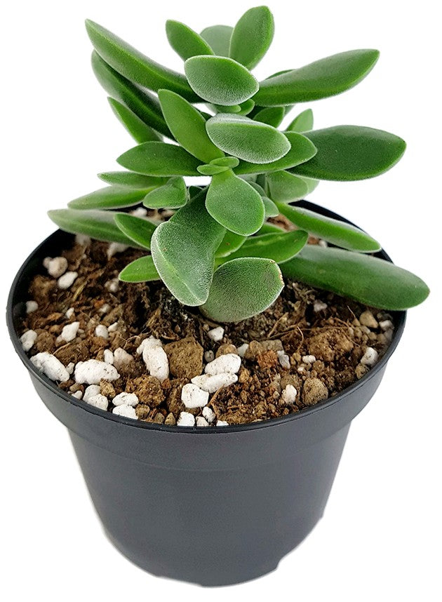 Crassula Stretto "Bambino" - treues Dickblatt