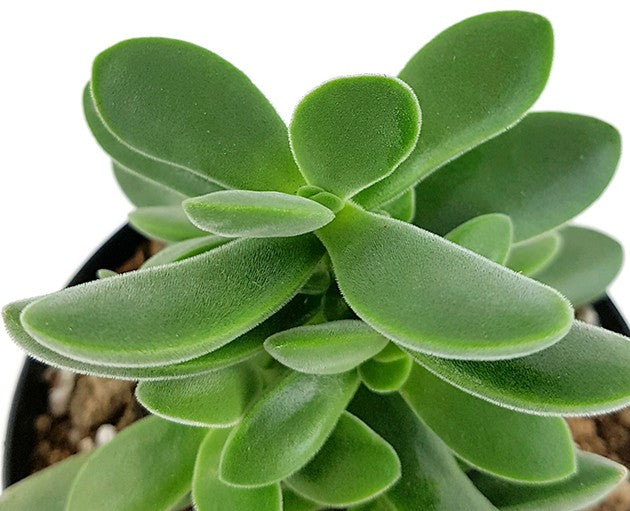 Crassula Stretto "Bambino" - treues Dickblatt