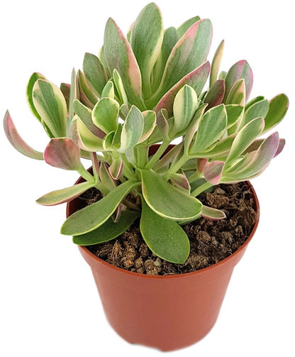 Crassula swaziensis - kleines Dickblatt