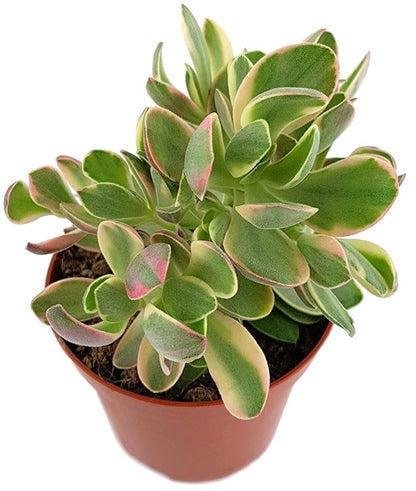 Crassula swaziensis - kleines Dickblatt