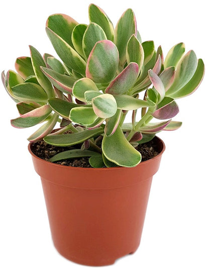 Crassula swaziensis - kleines Dickblatt