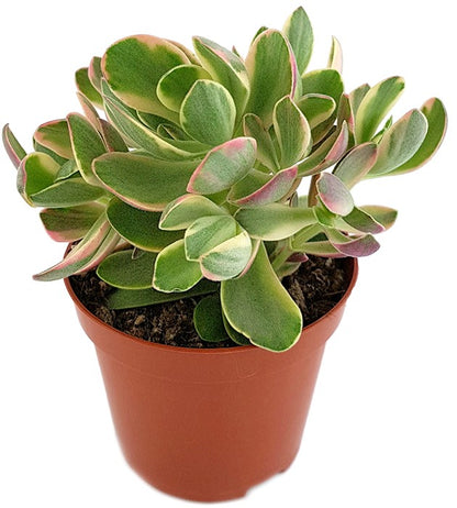 Crassula swaziensis - kleines Dickblatt