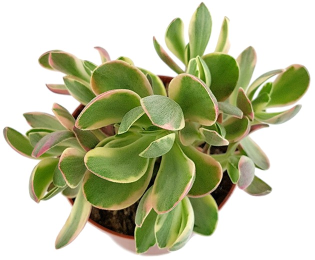 Crassula swaziensis - kleines Dickblatt