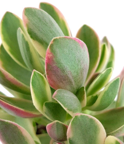 Crassula swaziensis - kleines Dickblatt