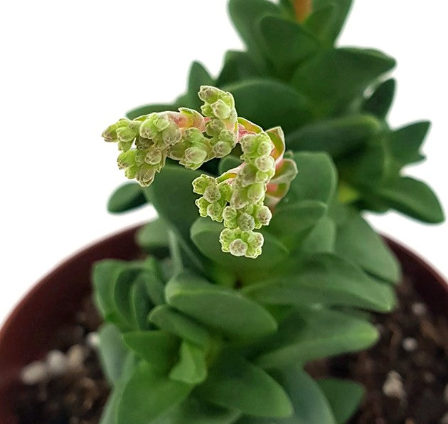 Crassula "talisman" - Glücks-Dickblatt