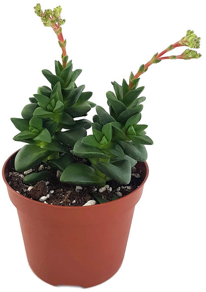 Crassula &quot;talisman&quot; - Glücks-Dickblatt