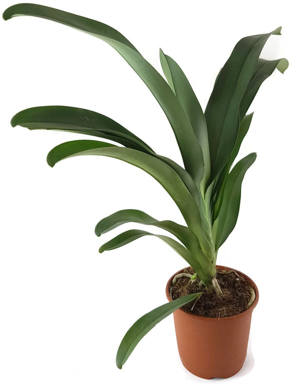 Angraecum "Crestwood" - Orchidee