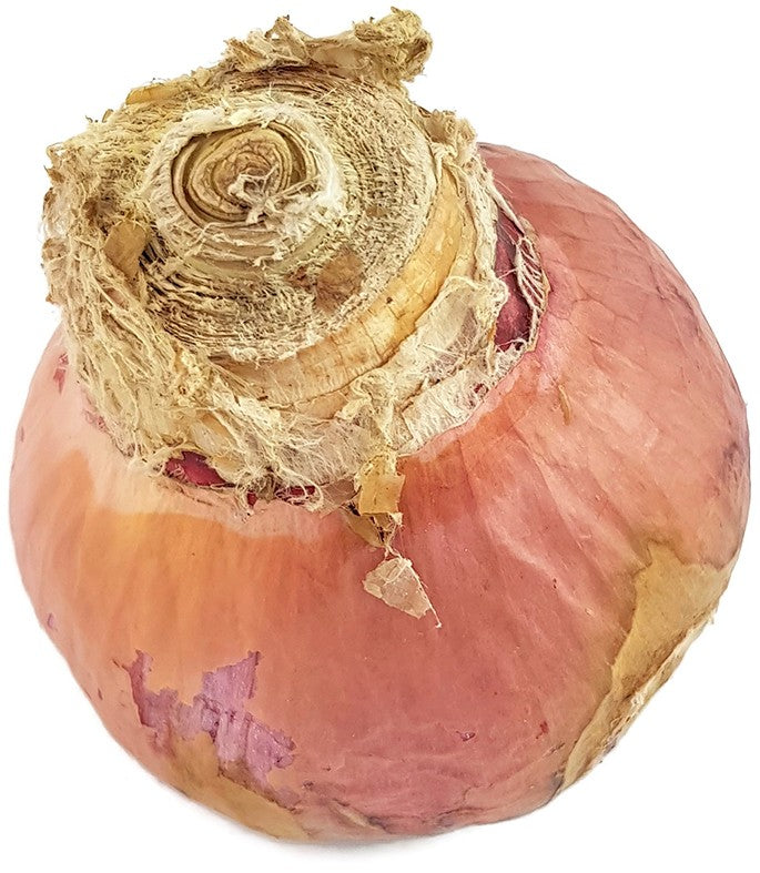 Crinum americanum "Samba" - kunstvolle Hakenlilie