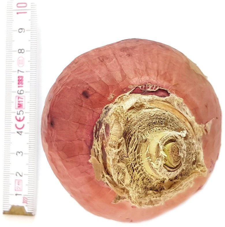 Crinum americanum "Samba" - kunstvolle Hakenlilie