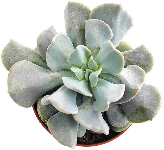 Echeveria &quot;Cubic Frost&quot; - frostiges Dickblatt