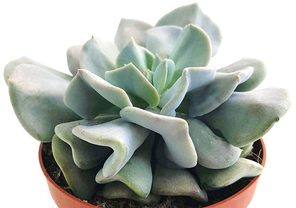 Echeveria &quot;Cubic Frost&quot; - frostiges Dickblatt