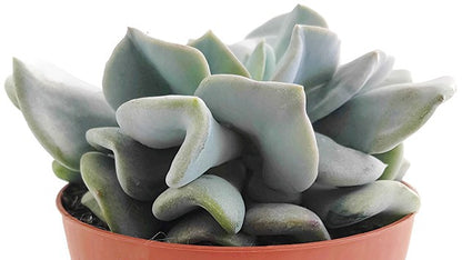 Echeveria &quot;Cubic Frost&quot; - frostiges Dickblatt