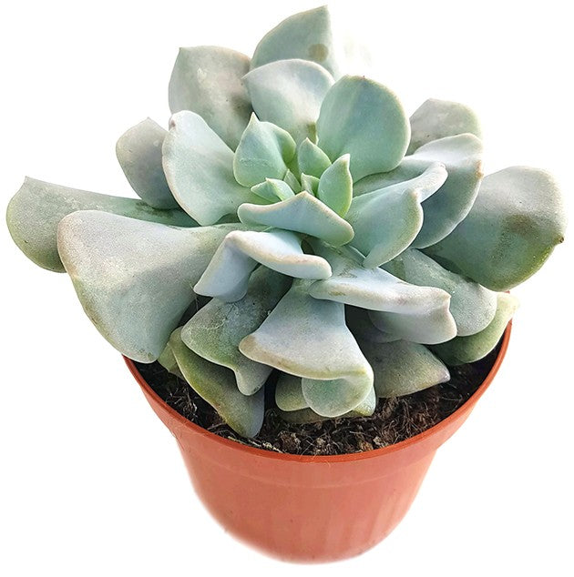 Echeveria &quot;Cubic Frost&quot; - frostiges Dickblatt