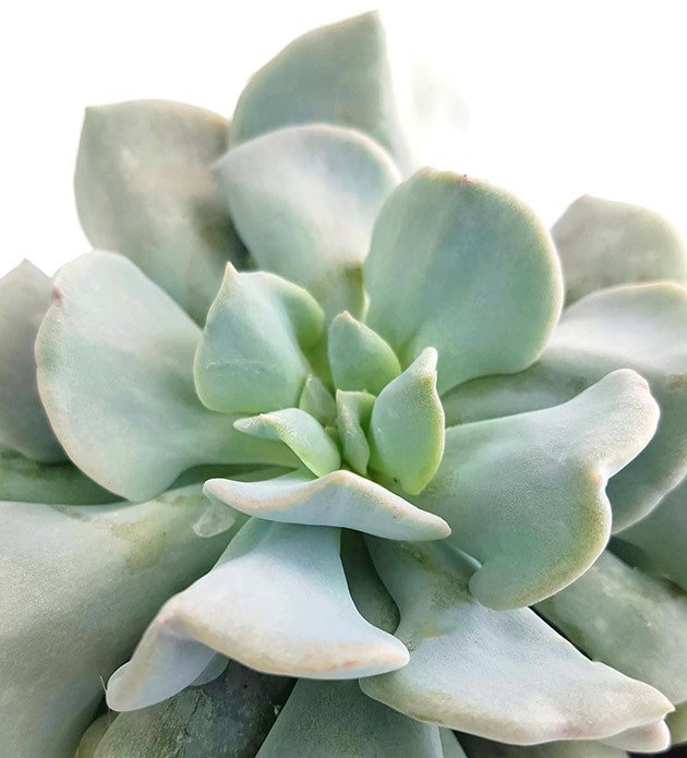 Echeveria &quot;Cubic Frost&quot; - frostiges Dickblatt