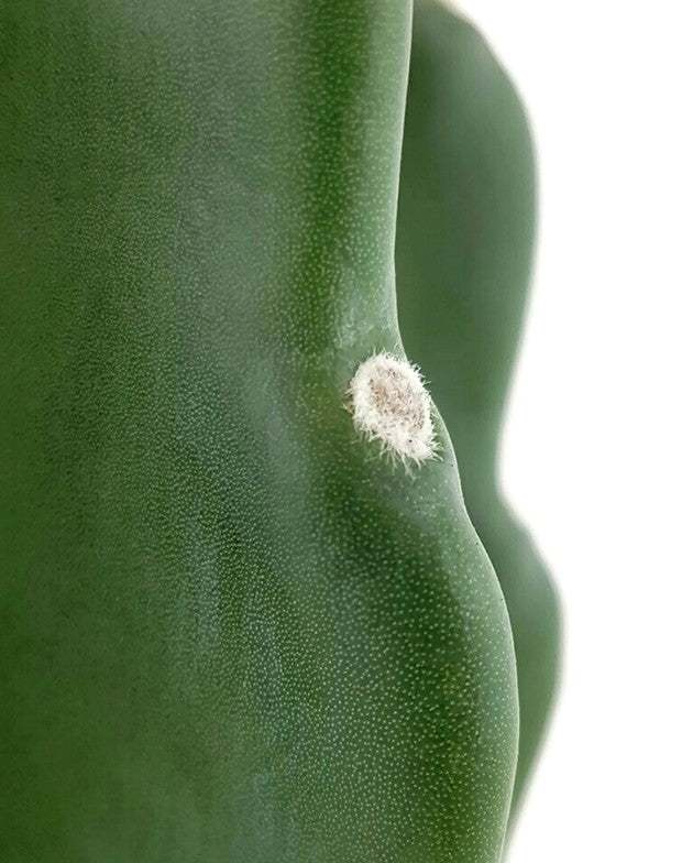 Cuddly Cactus