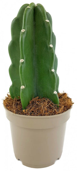 Cuddly Cactus
