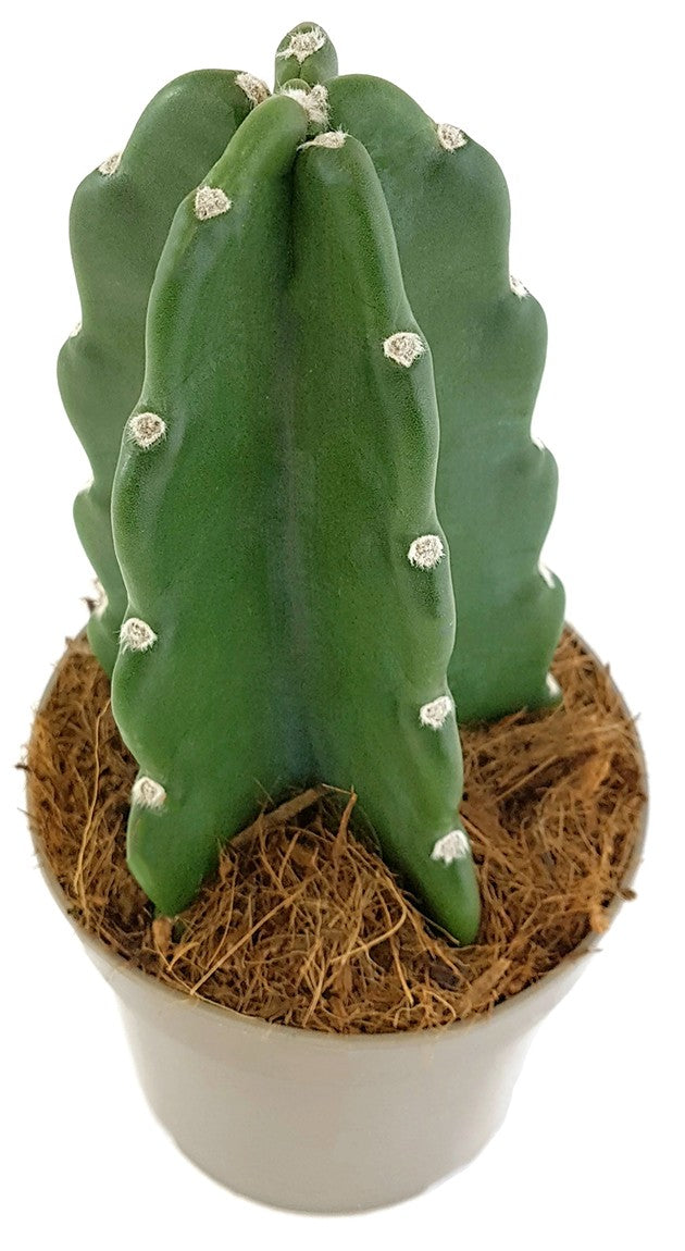 Cuddly Cactus - familienfreundlicher Kaktus