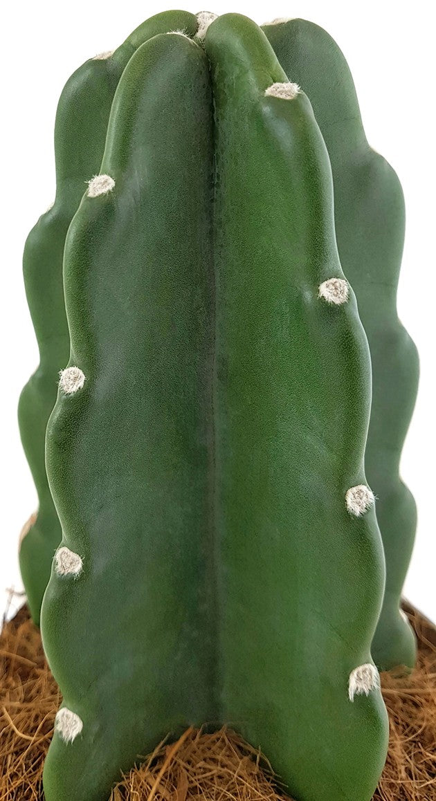 Cuddly Cactus - familienfreundlicher Kaktus