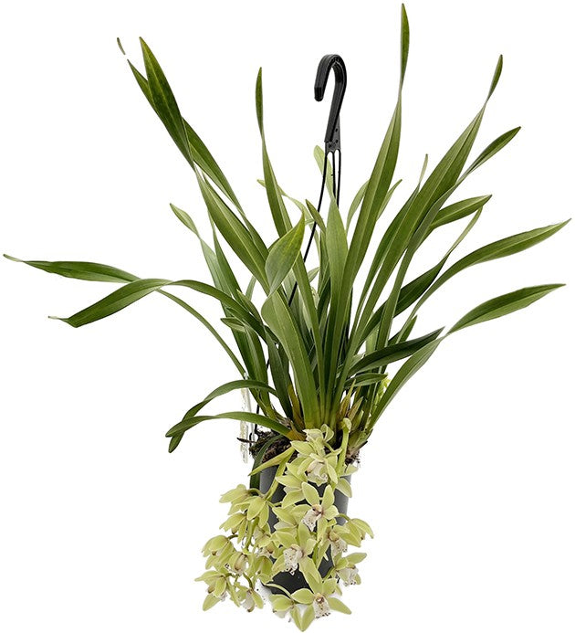 Cymbidium Cascade &quot;Thana&quot; - Orchidee