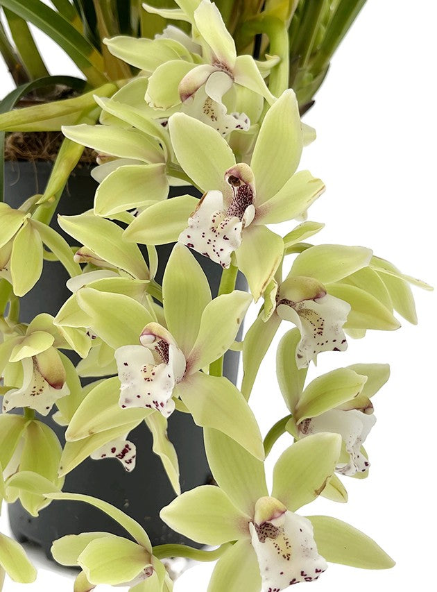 Cymbidium Cascade "Thana" - Orchidee