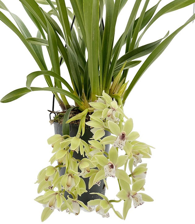 Cymbidium Cascade &quot;Thana&quot; - Orchidee