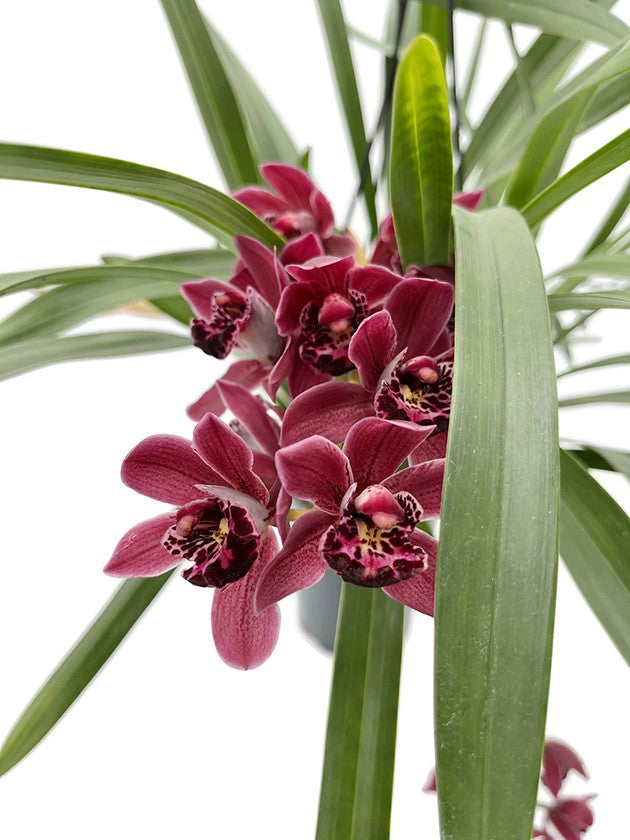 Cymbidium Cascade &quot;Ruby Turner&quot; - Orchidee