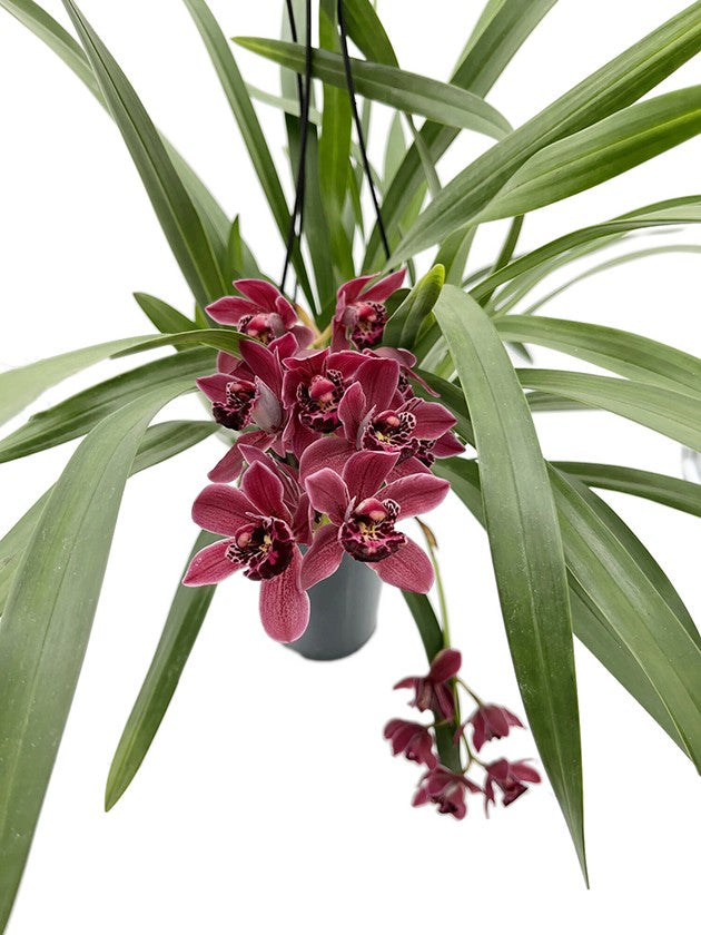 Cymbidium Cascade &quot;Ruby Turner&quot; - Orchidee