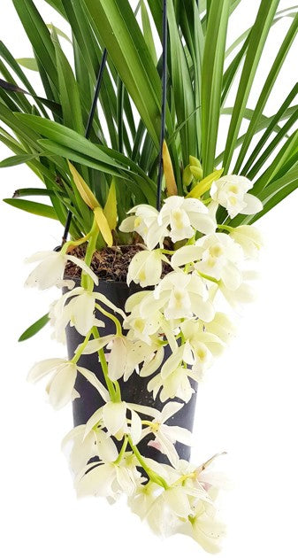 Cymbidium Cascade &quot;Ice Cascade&quot; - Orchidee