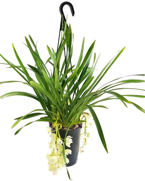Cymbidium Cascade "Ice Cascade" - Orchidee