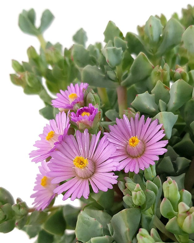 Oscularia deltoides - strauchige Mittagsblume