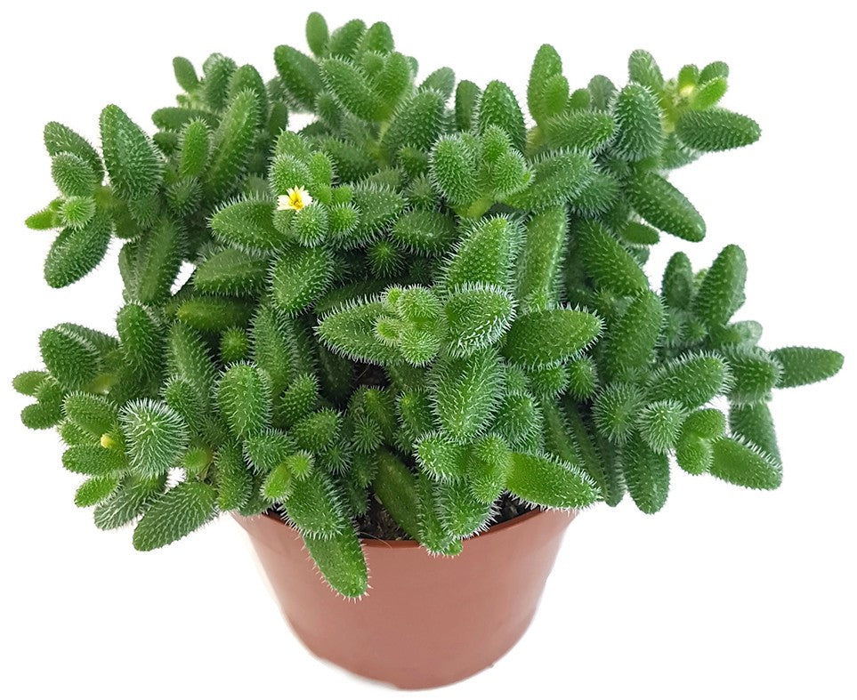 Delosperma echinatum - kuschelige Gurkenpflanze