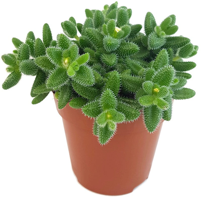 Delosperma echinatum - kuschelige Gurkenpflanze