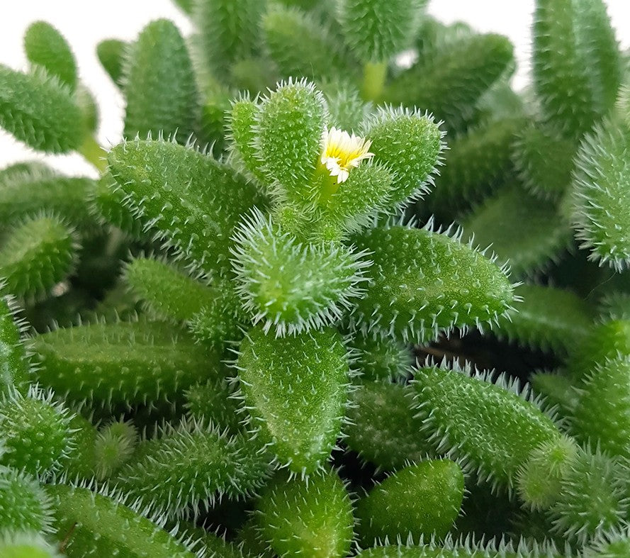 Delosperma echinatum - kuschelige Gurkenpflanze