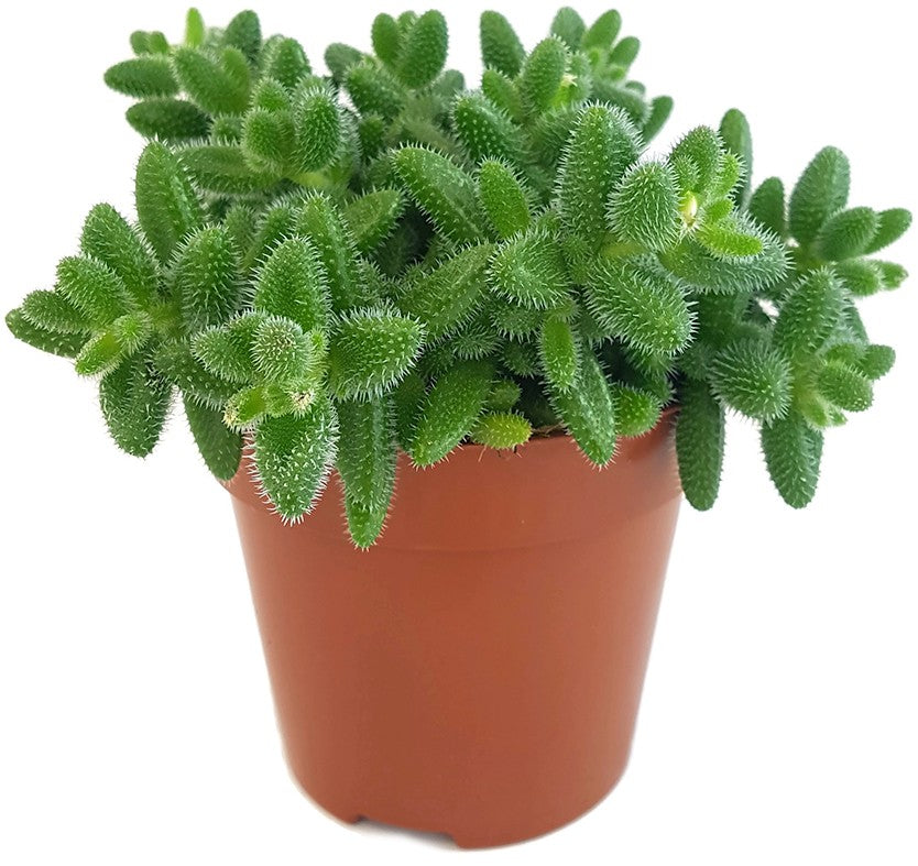 Delosperma echinatum - kuschelige Gurkenpflanze