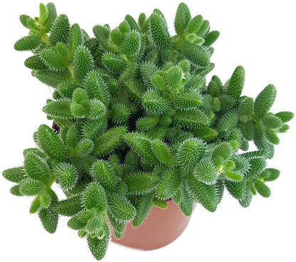 Delosperma echinatum - kuschelige Gurkenpflanze