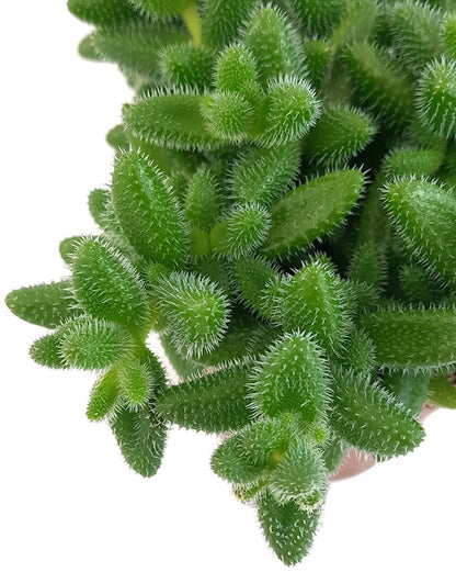 Delosperma echinatum - kuschelige Gurkenpflanze