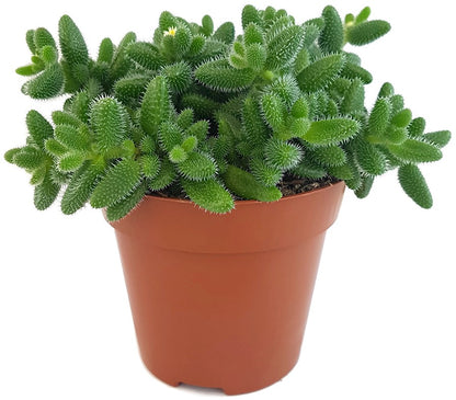 Delosperma echinatum - kuschelige Gurkenpflanze