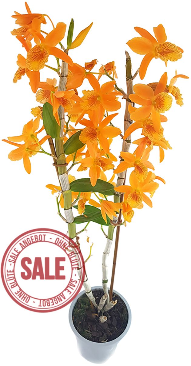 Dendrobium Stardust &quot;chiyomi&quot; - Traubenorchidee - SALE ohne Blüten