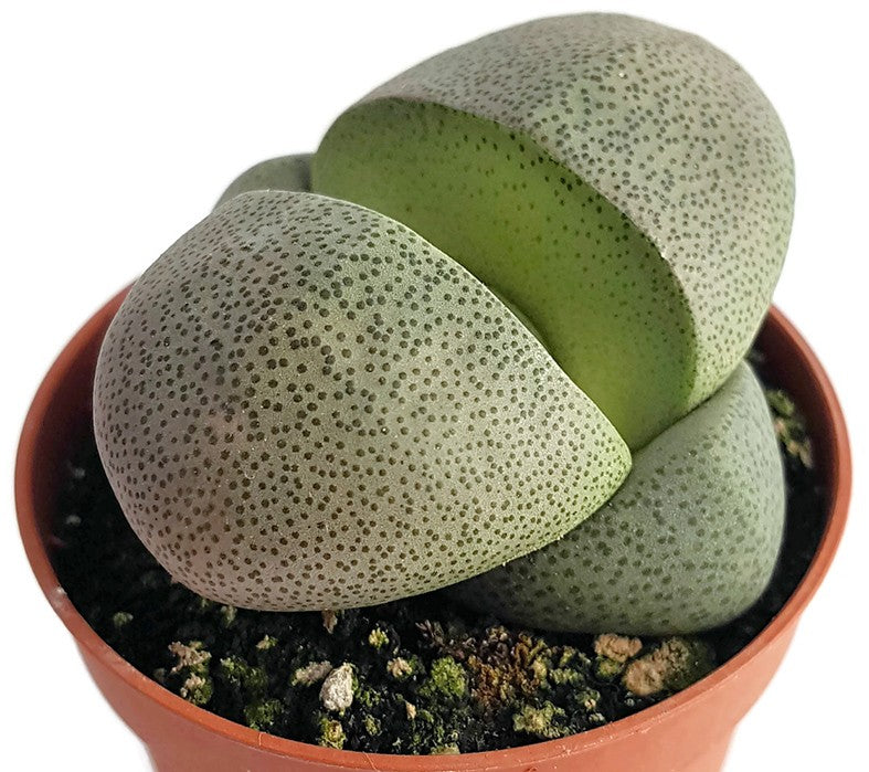 Pleiospilos nelii Set - lebender Granit