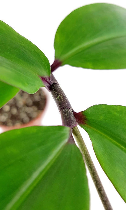 Dichorisandra thyrsiflora - blauer Ingwer