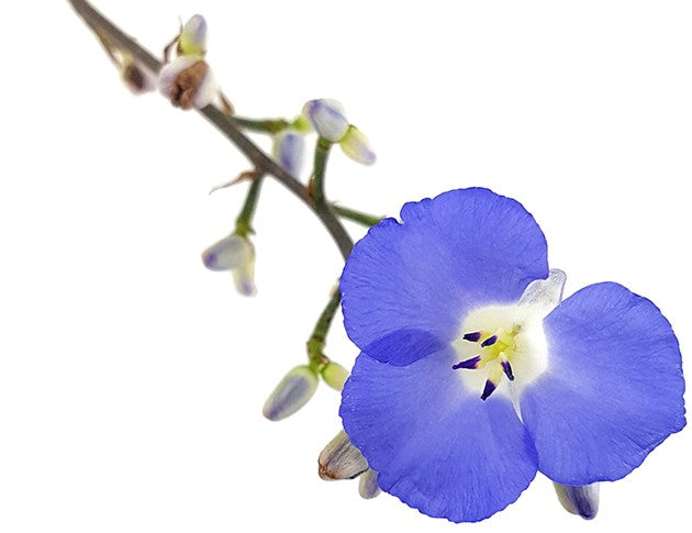 Dichorisandra thyrsiflora - blauer Ingwer