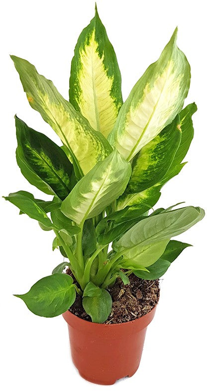 Dieffenbachia maculata "Camilla" - Blattschmuckpflanze