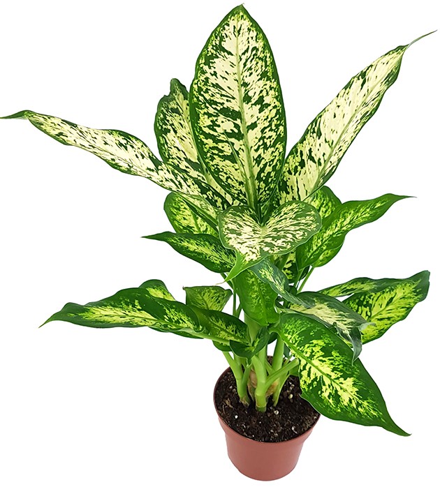 Dieffenbachia &quot;compacta&quot; - Blattschmuckpflanze